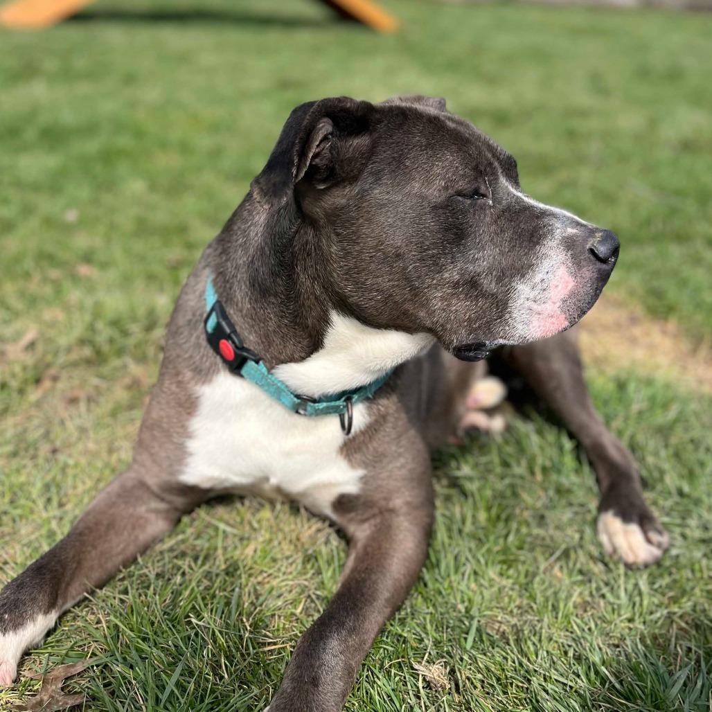 Enlarge Joe, a Adoptable mixed breed in Marysville, OH image 5/6