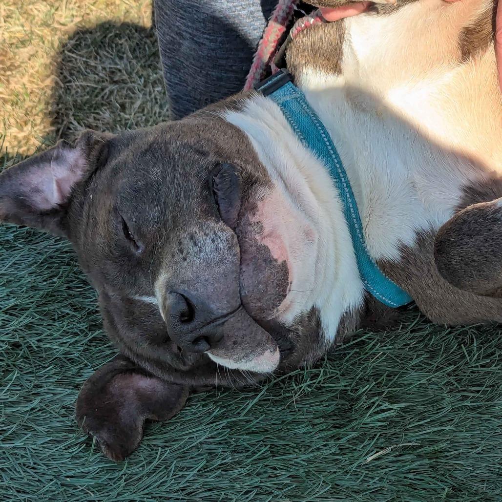 Enlarge Joe, a Adoptable mixed breed in Marysville, OH image 6/6