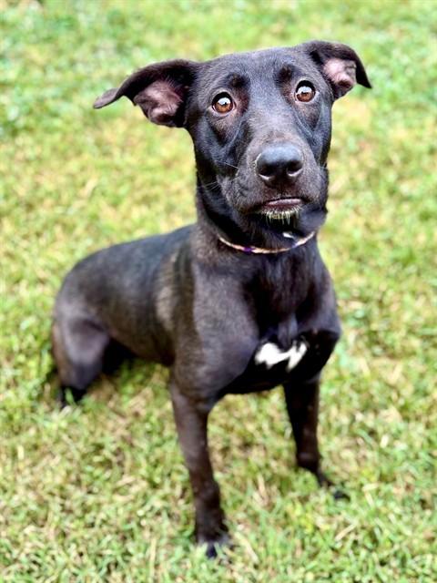 Enlarge TESS, a Adoptable mixed breed in York, SC image 1/1
