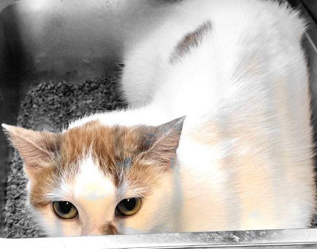 SPARKY, Adoptable, Adult Female Domestic Short Hair.