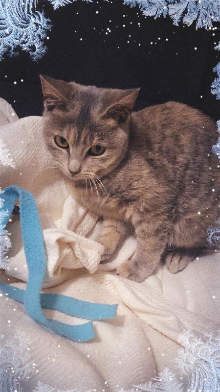 Ella, Adoptable, Young Female Domestic Short Hair & Tabby.