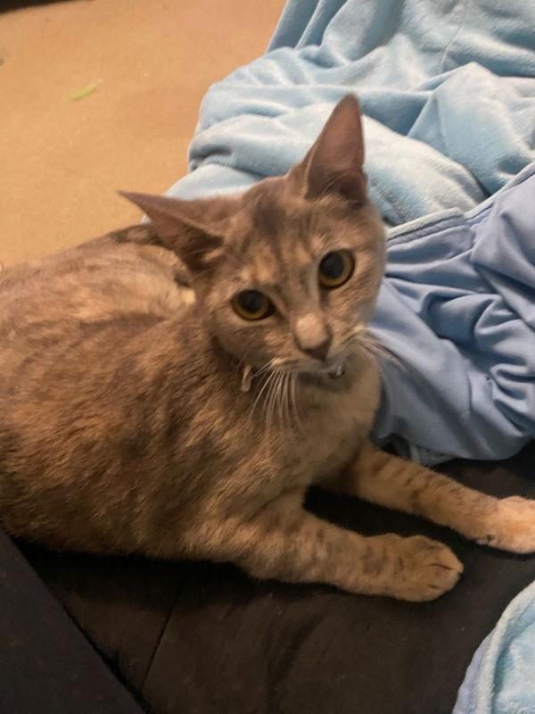 Enlarge Ella, a Adoptable mixed breed in Pineville, LA image 2/2