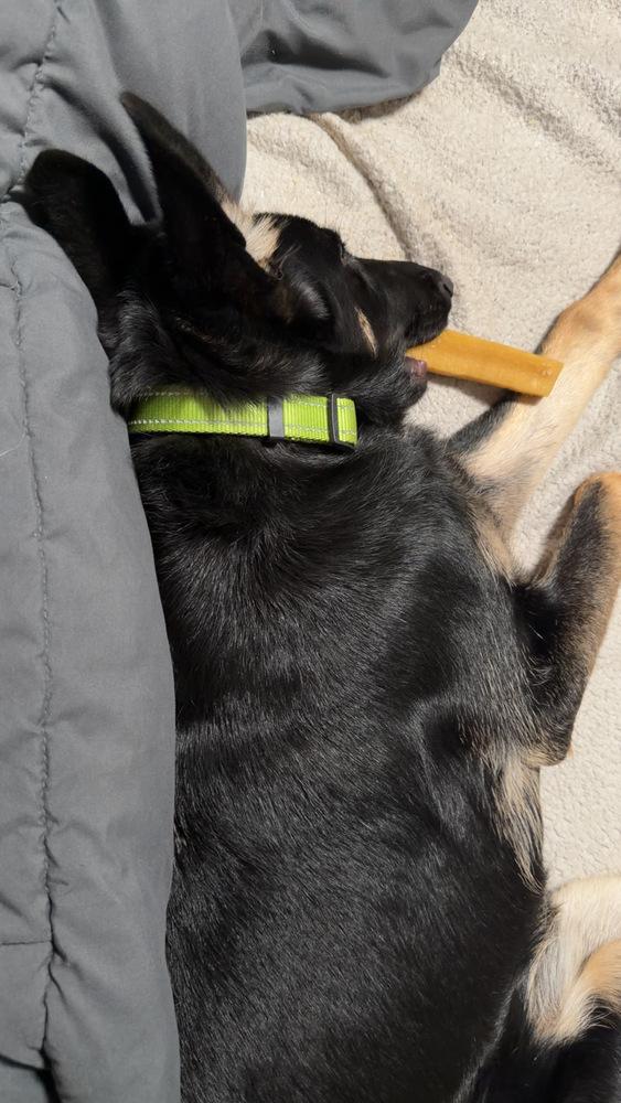 Otti formerly Baby, a Adoptable German Shepherd Dog in Sacramento, CA image 2/6
