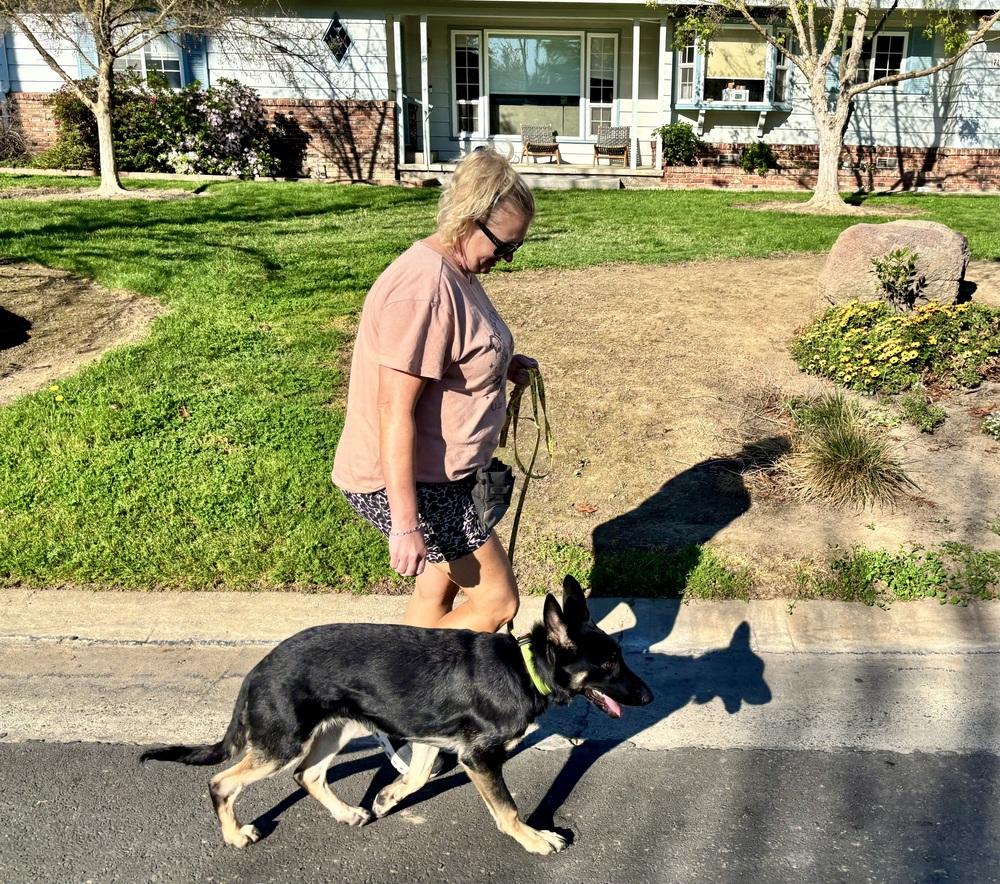 Otti formerly Baby, a Adoptable German Shepherd Dog in Sacramento, CA image 3/6
