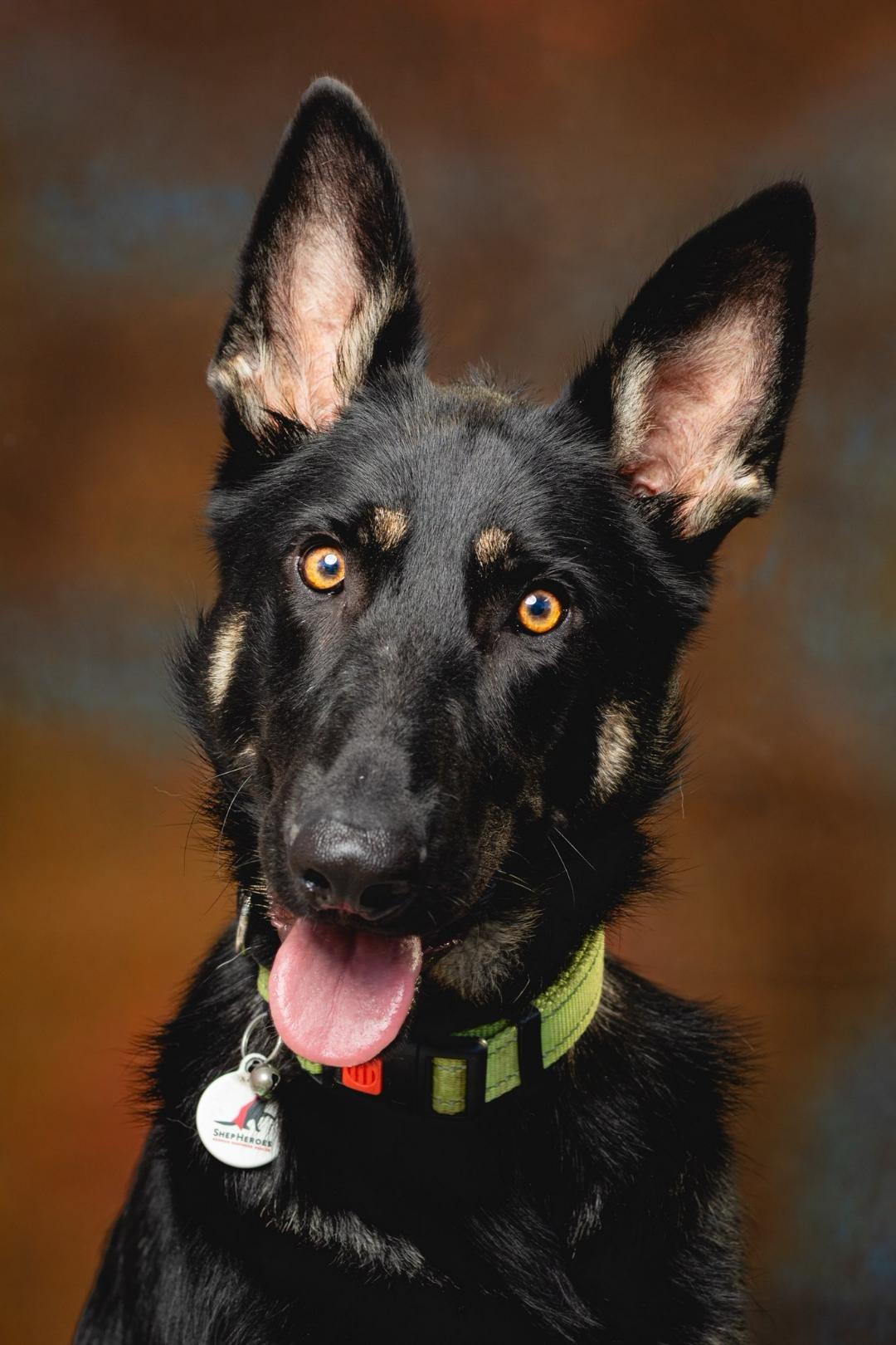 Otti, Adoptable, Young Female German Shepherd Dog.