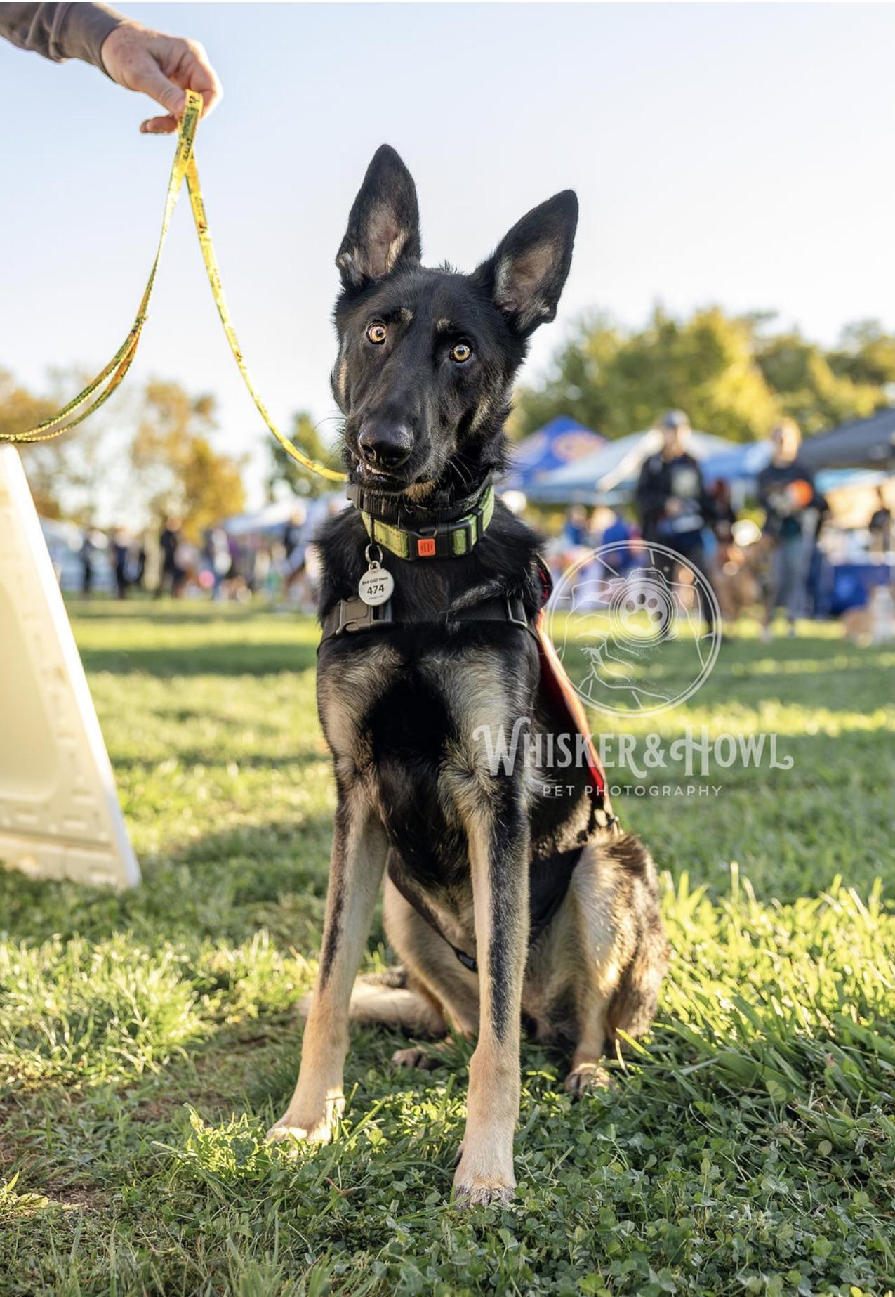 Enlarge Otti, a Adoptable German Shepherd Dog in Sacramento, CA image 2/6