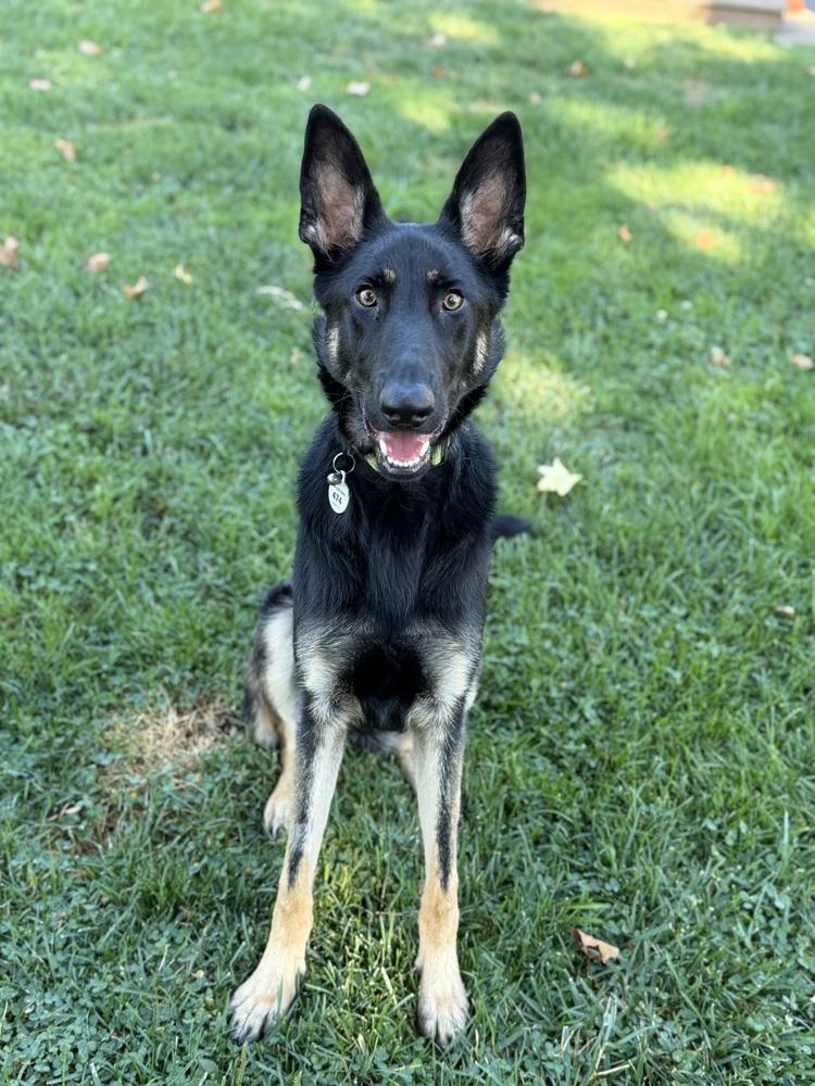 Otti, Adoptable, Puppy Female German Shepherd Dog.