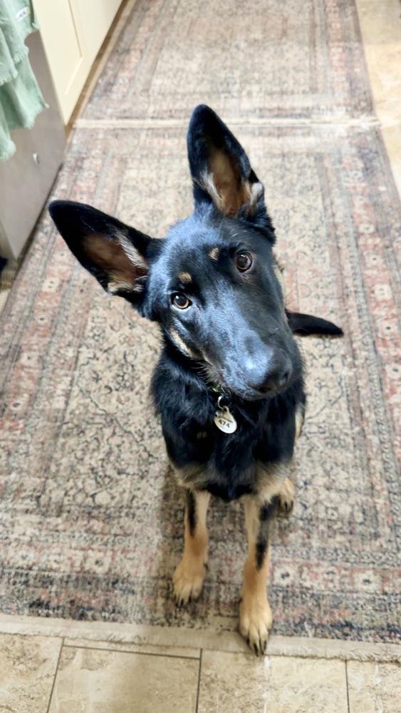 Otti formerly Baby, a Adoptable German Shepherd Dog in Sacramento, CA image 1/6
