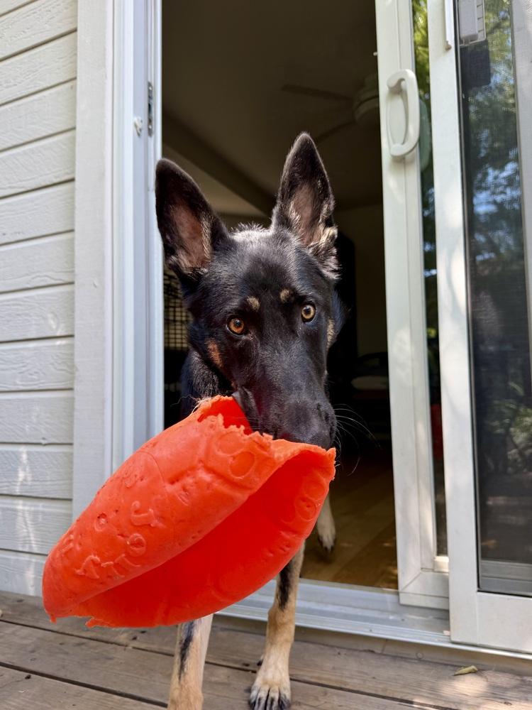 Enlarge Otti, a Adoptable German Shepherd Dog in Sacramento, CA image 2/6