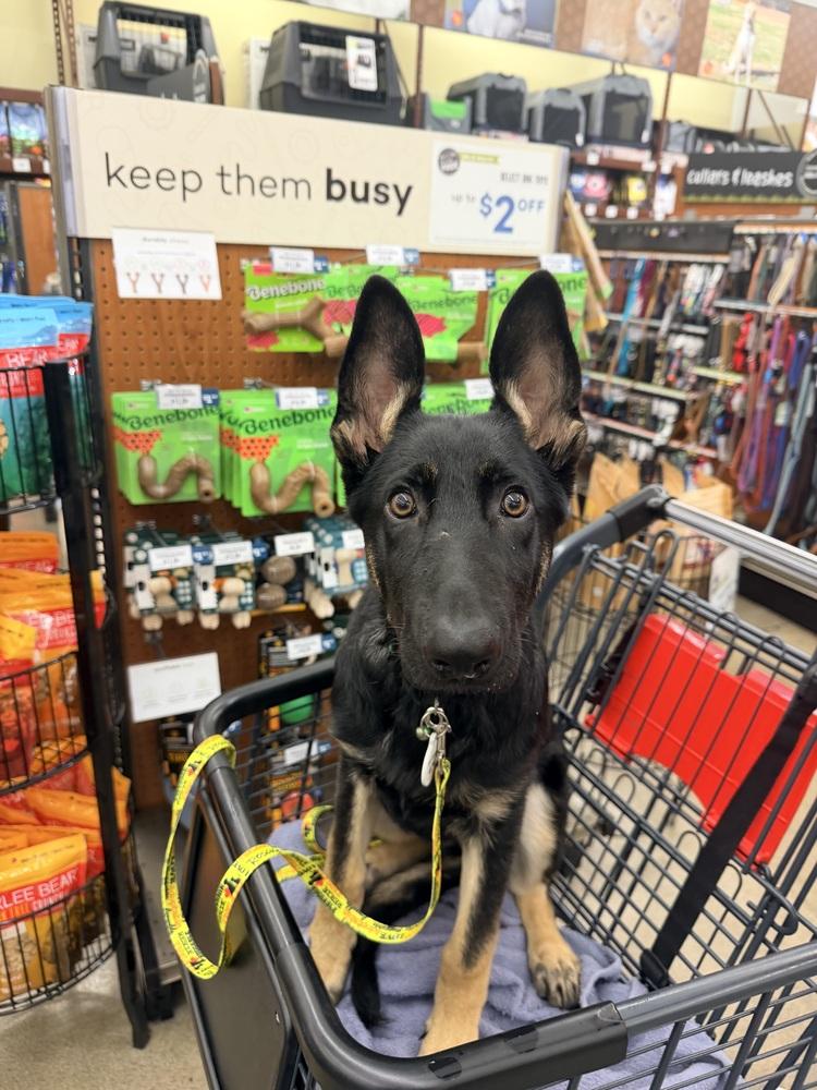 Otti formerly Baby, a Adoptable German Shepherd Dog in Sacramento, CA image 4/6