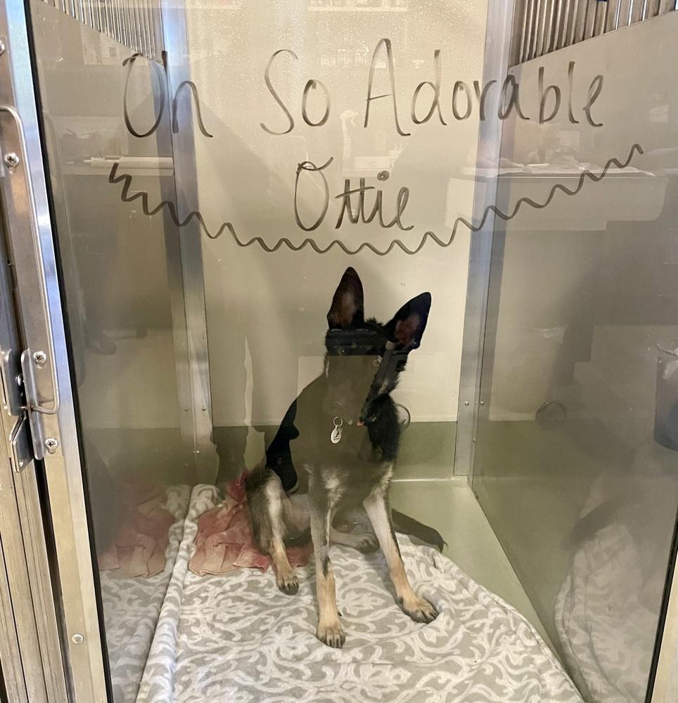 Enlarge Otti, a Adoptable German Shepherd Dog in Sacramento, CA image 3/6
