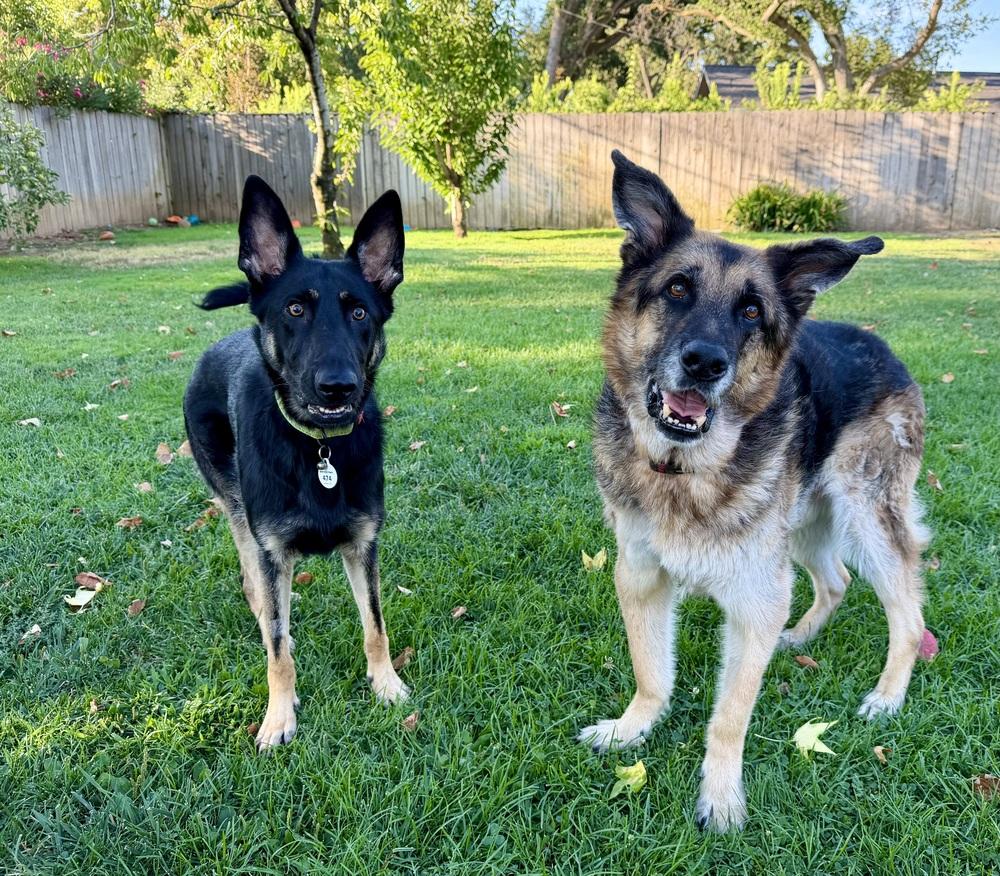 Enlarge Otti, a Adoptable German Shepherd Dog in Sacramento, CA image 4/6