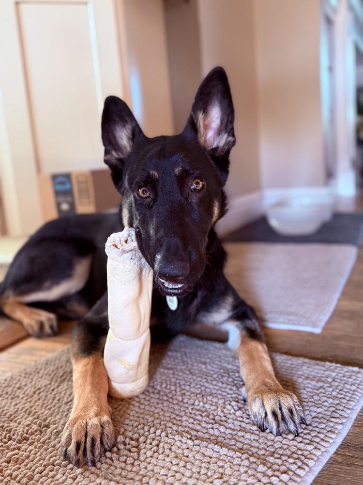 Otti formerly Baby, a Adoptable German Shepherd Dog in Sacramento, CA image 5/6