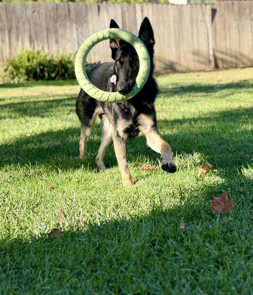Enlarge Otti, a Adoptable German Shepherd Dog in Sacramento, CA image 5/6
