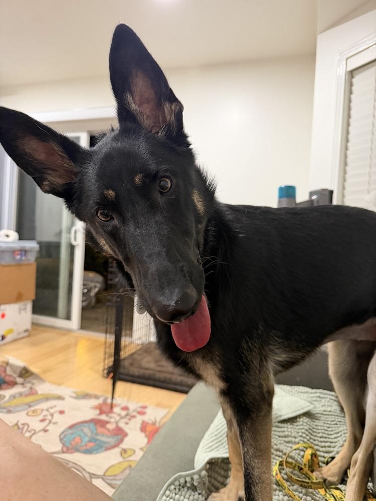 Enlarge Otti, a Adoptable German Shepherd Dog in Sacramento, CA image 6/6