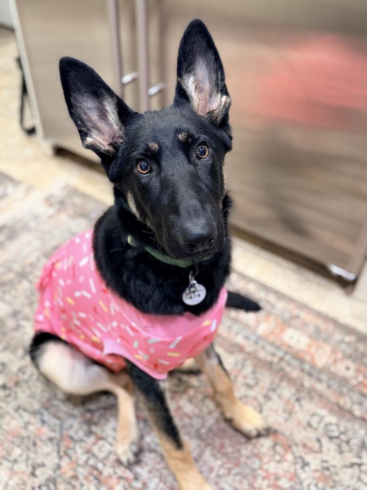 Otti formerly Baby, a Adoptable German Shepherd Dog in Sacramento, CA image 6/6