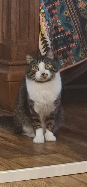 Enlarge KENZIE, a Adoptable Domestic Short Hair in Palmetto, FL image 1/1