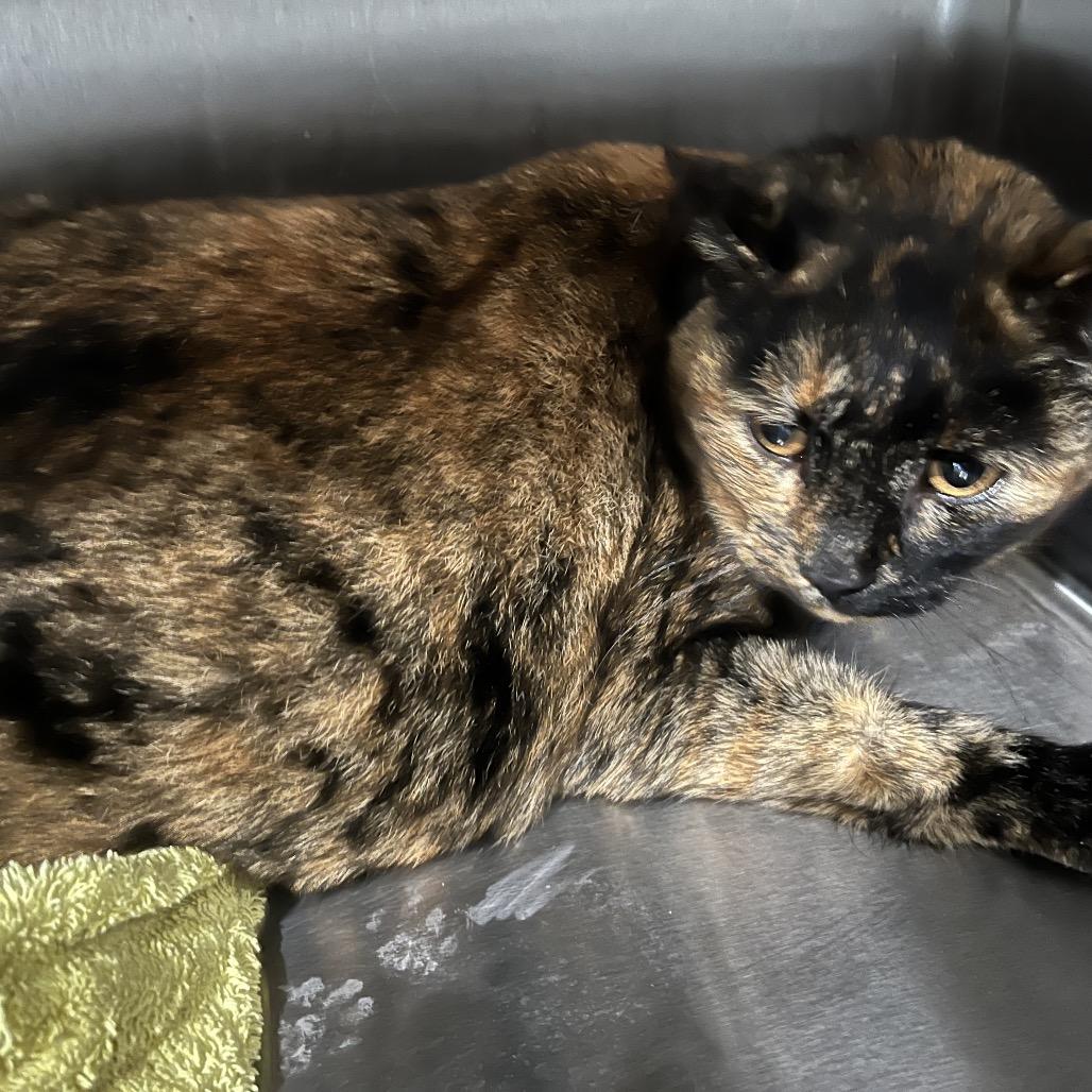 Enlarge Melon, a Adoptable Domestic Short Hair in Richmond Hill, GA image 1/1