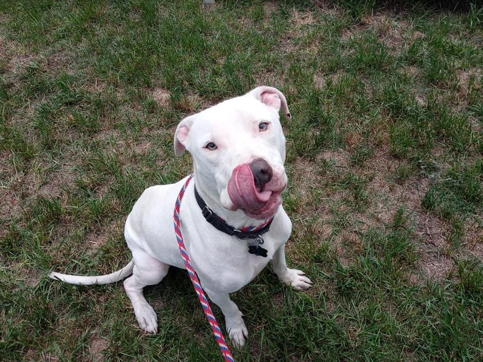 Yukon, Adoptable, Young Male Boxer.