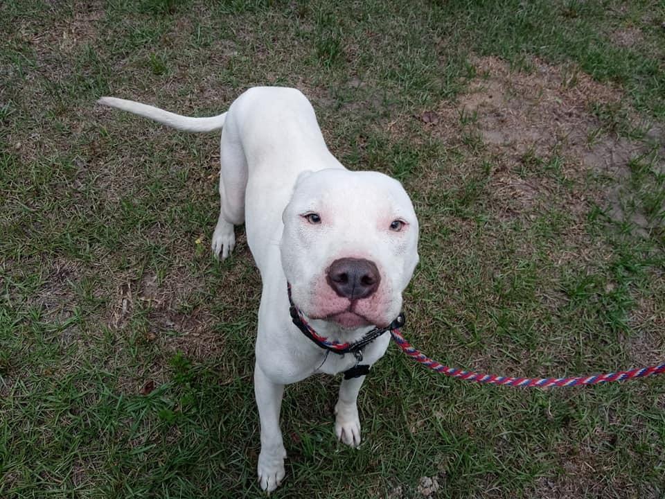 Enlarge Yukon, a Adoptable mixed breed in Ridgeland, SC image 2/5