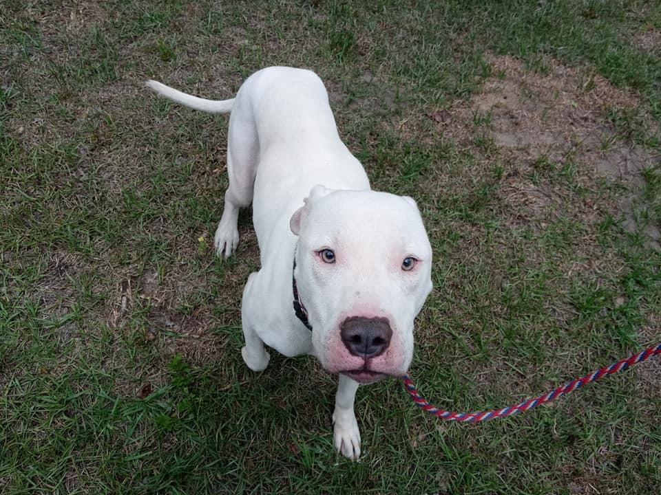 Enlarge Yukon, a Adoptable mixed breed in Ridgeland, SC image 3/5