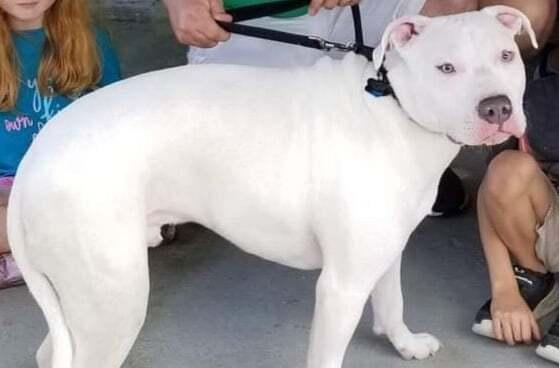 Enlarge Yukon, a Adoptable mixed breed in Ridgeland, SC image 4/5