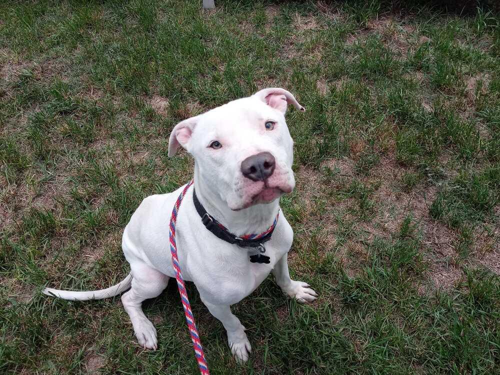 Enlarge Yukon, a Adoptable mixed breed in Ridgeland, SC image 5/5