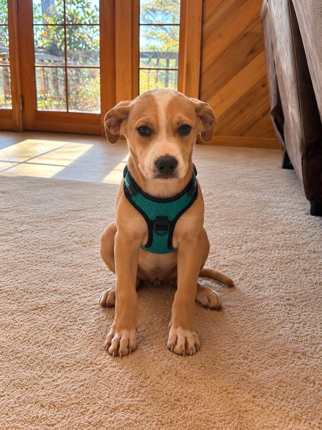 Enlarge Talon, a Adoptable mixed breed in Hico, WV image 2/3