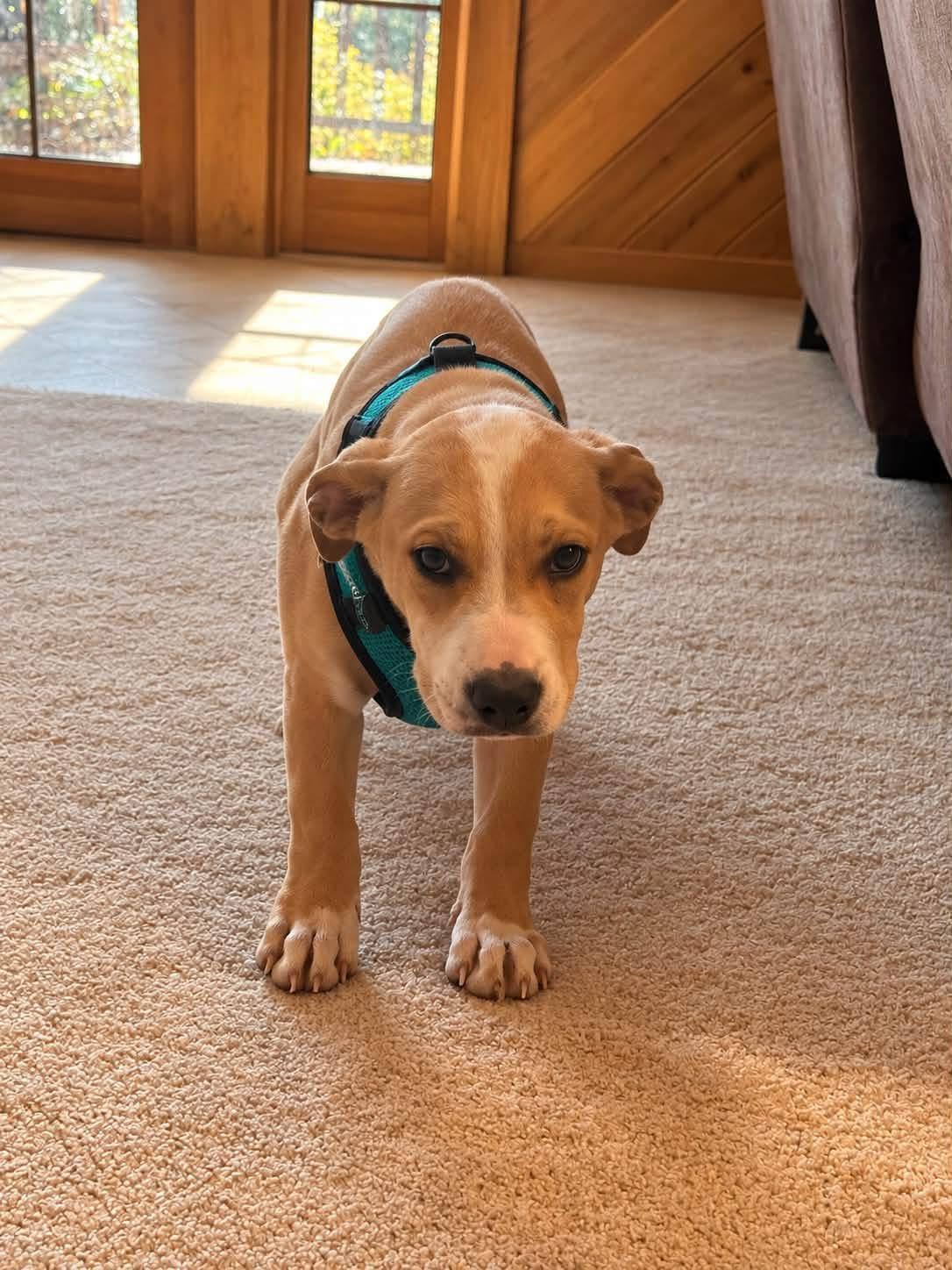 Enlarge Talon, a Adoptable mixed breed in Hico, WV image 1/3