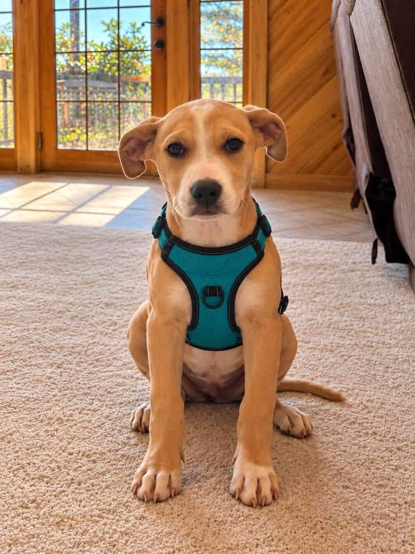 Enlarge Talon, a Adoptable mixed breed in Hico, WV image 3/3