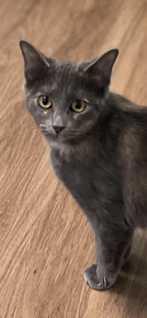 Enlarge Luna, a ADOPTABLE Domestic Short Hair in Holland, MI image 2/3