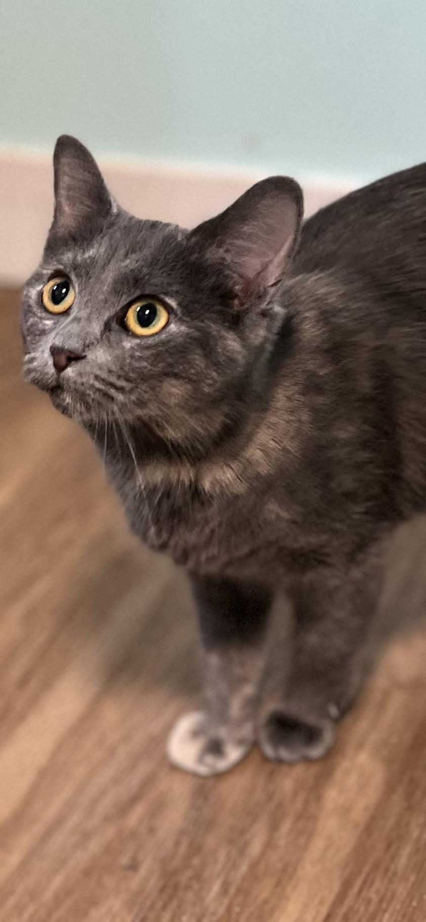 Enlarge Luna, a ADOPTABLE Domestic Short Hair in Holland, MI image 1/3