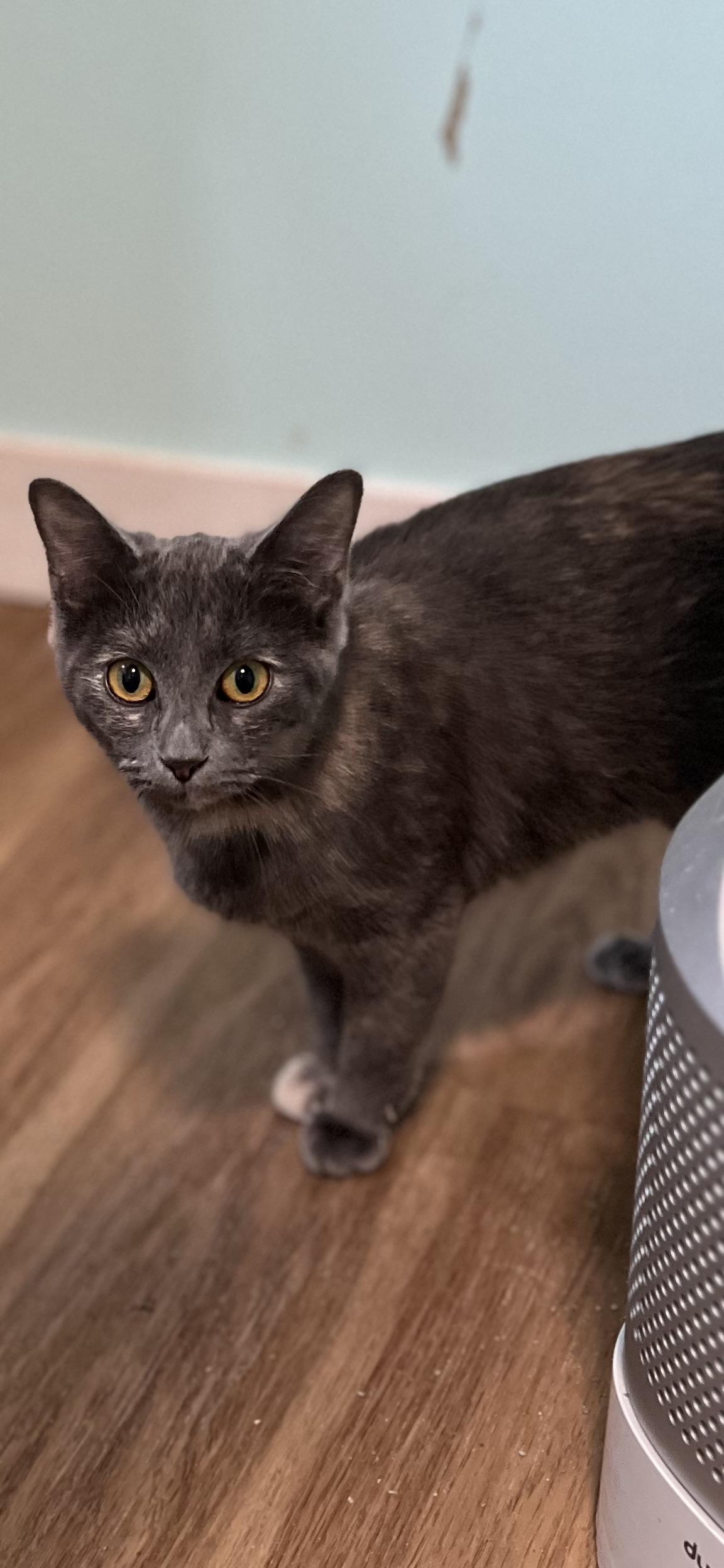 Enlarge Luna, a ADOPTABLE Domestic Short Hair in Holland, MI image 3/3