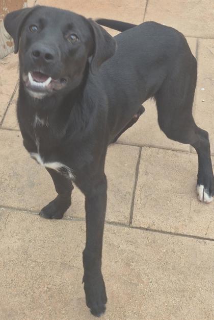 Darth Vader, a Adoptable mixed breed in Shreveport, LA image 1/2