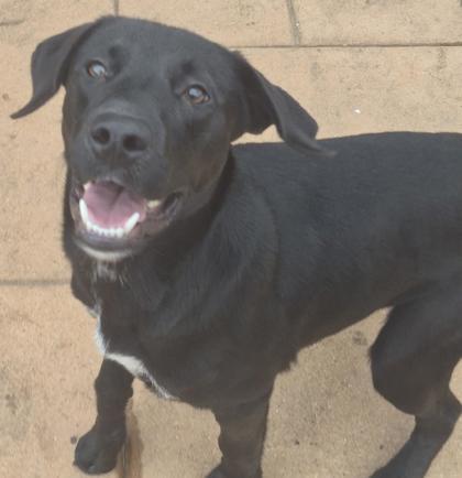 Darth Vader, a Adoptable mixed breed in Shreveport, LA image 2/2