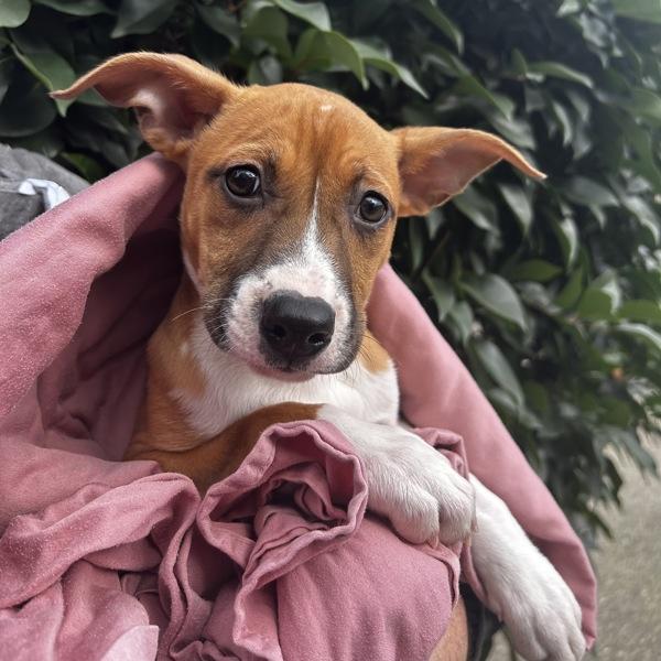 Enlarge Field Goal, a Adoptable mixed breed in Oakland, CA image 2/2