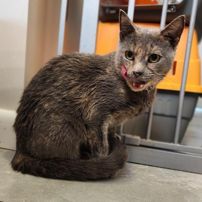 Enlarge Saffron, a Adoptable Domestic Short Hair in Toms Brook, VA image 1/2