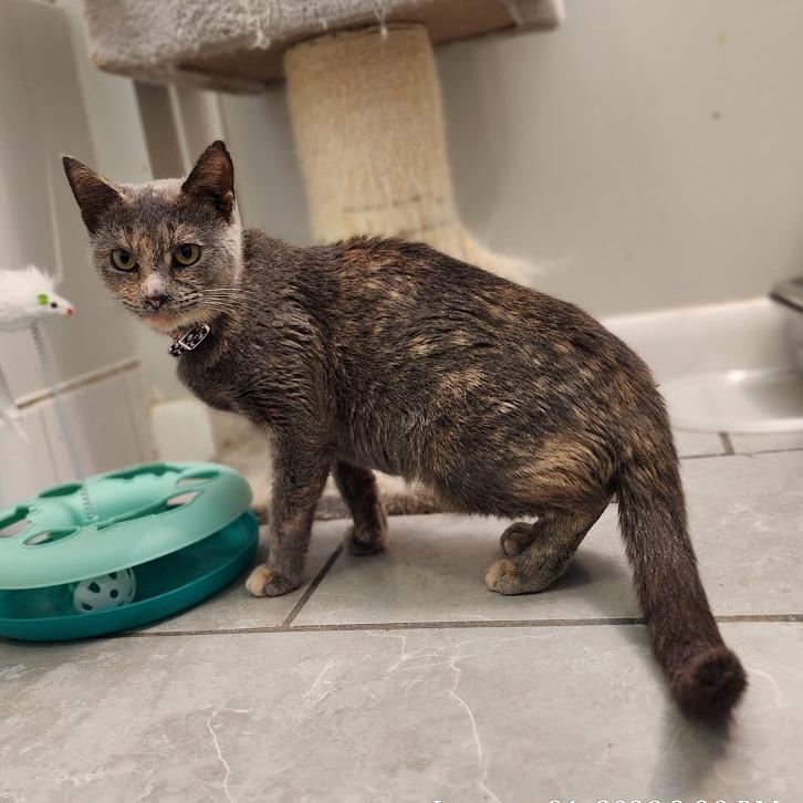 Enlarge Saffron, a Adoptable Domestic Short Hair in Toms Brook, VA image 2/2