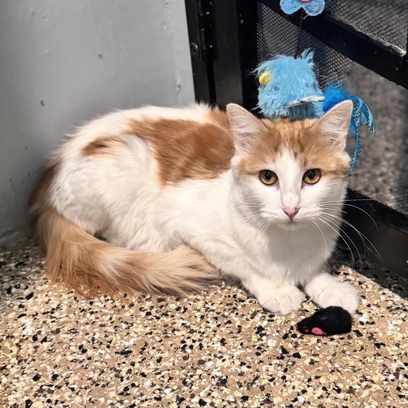 Cardi B, Adoptable, Adult Female Domestic Medium Hair.