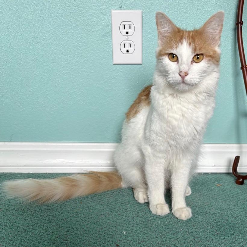 Enlarge Cardi B, a Adoptable Domestic Medium Hair in Stagecoach, NV image 2/2