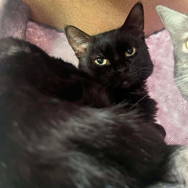 Dragon Fly, Adoptable, Young Female Domestic Short Hair.