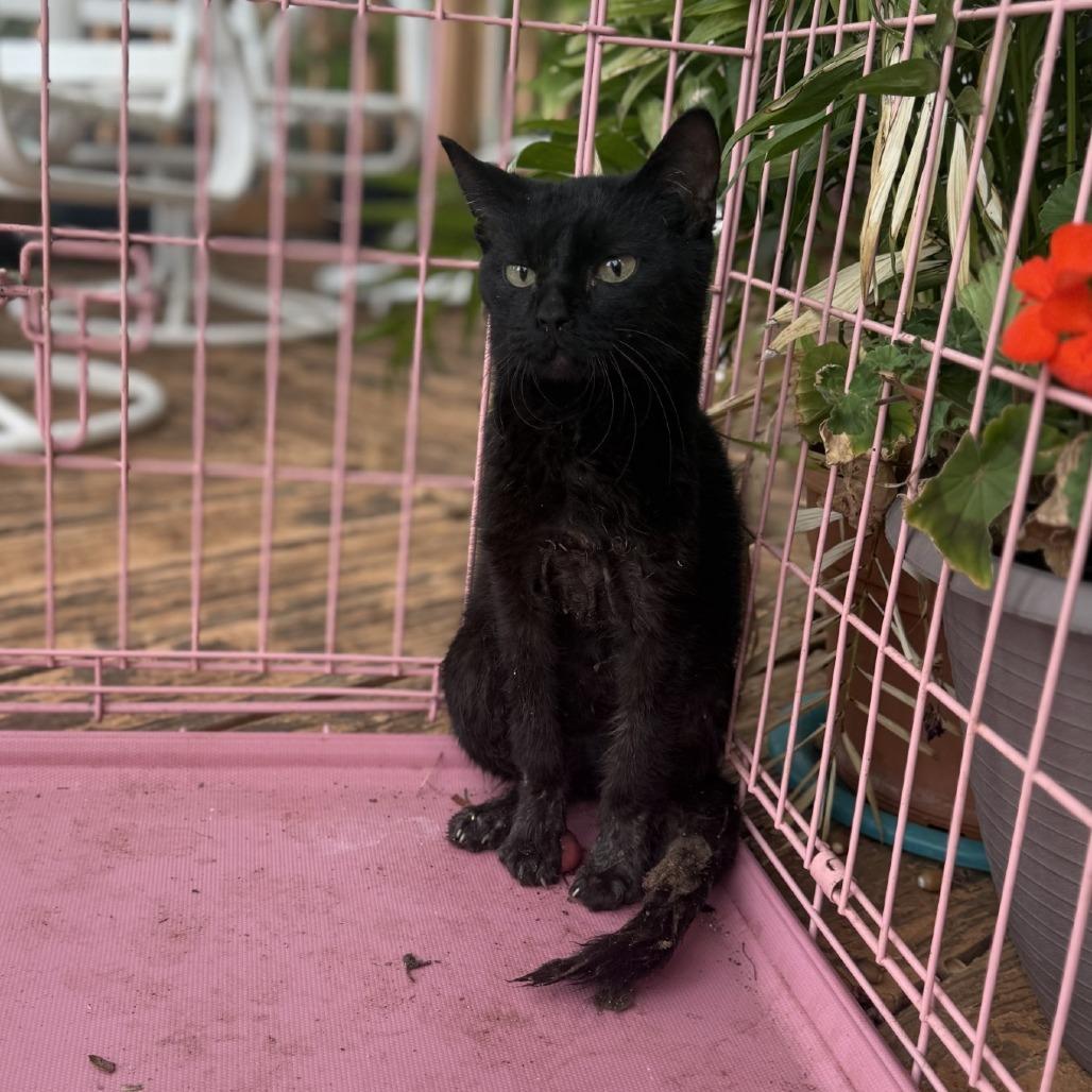 Enlarge Dragon Fly, a Adoptable Domestic Short Hair in Fredericksburg, TX image 2/3