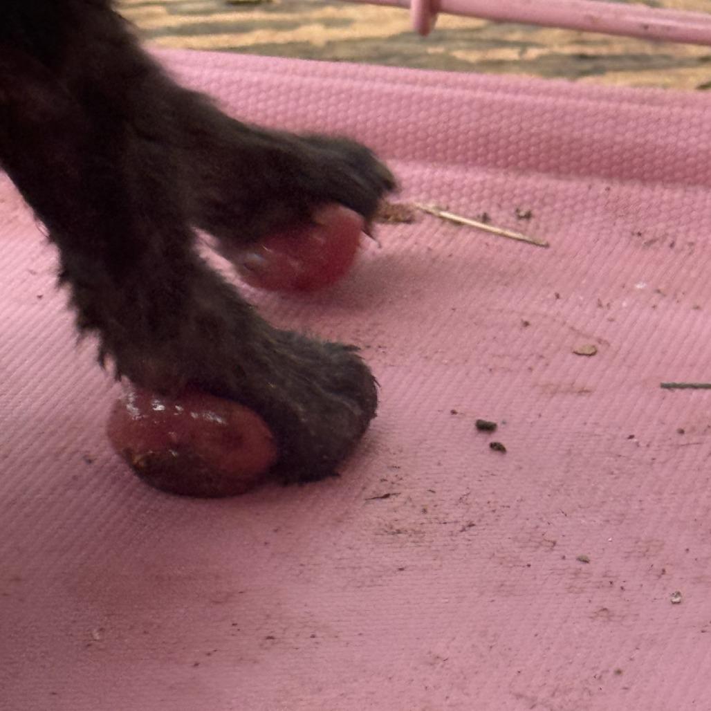 Enlarge Dragon Fly, a Adoptable Domestic Short Hair in Fredericksburg, TX image 3/3