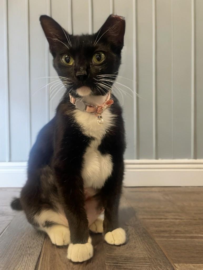 Enlarge Mittens, a ADOPTABLE Domestic Short Hair in Houston, TX image 3/6