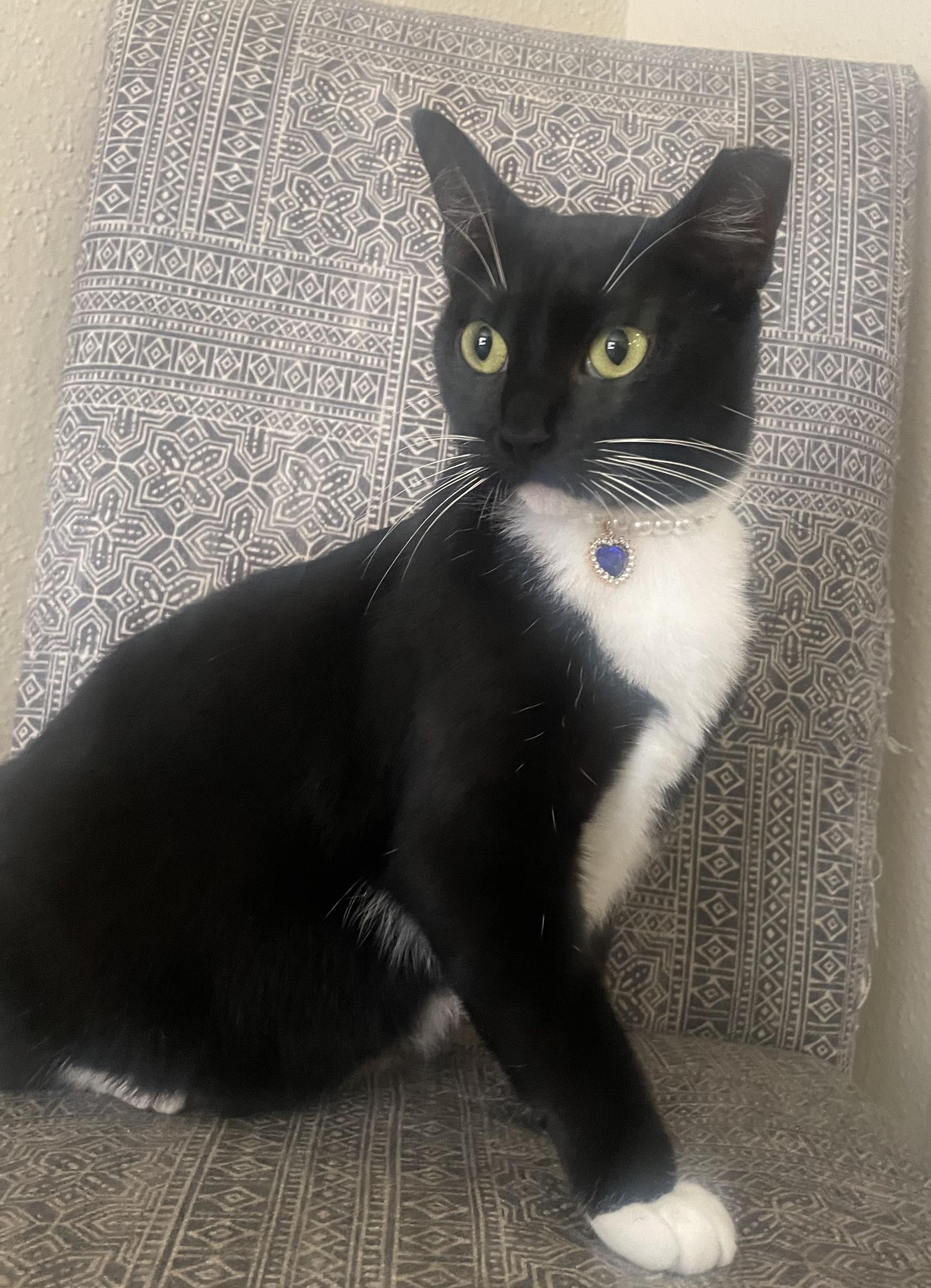 Mittens, ADOPTABLE, Young Female Domestic Short Hair.