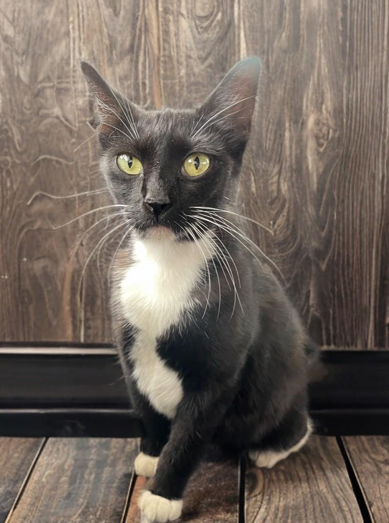 Enlarge Mittens, a ADOPTABLE Domestic Short Hair in Houston, TX image 2/6