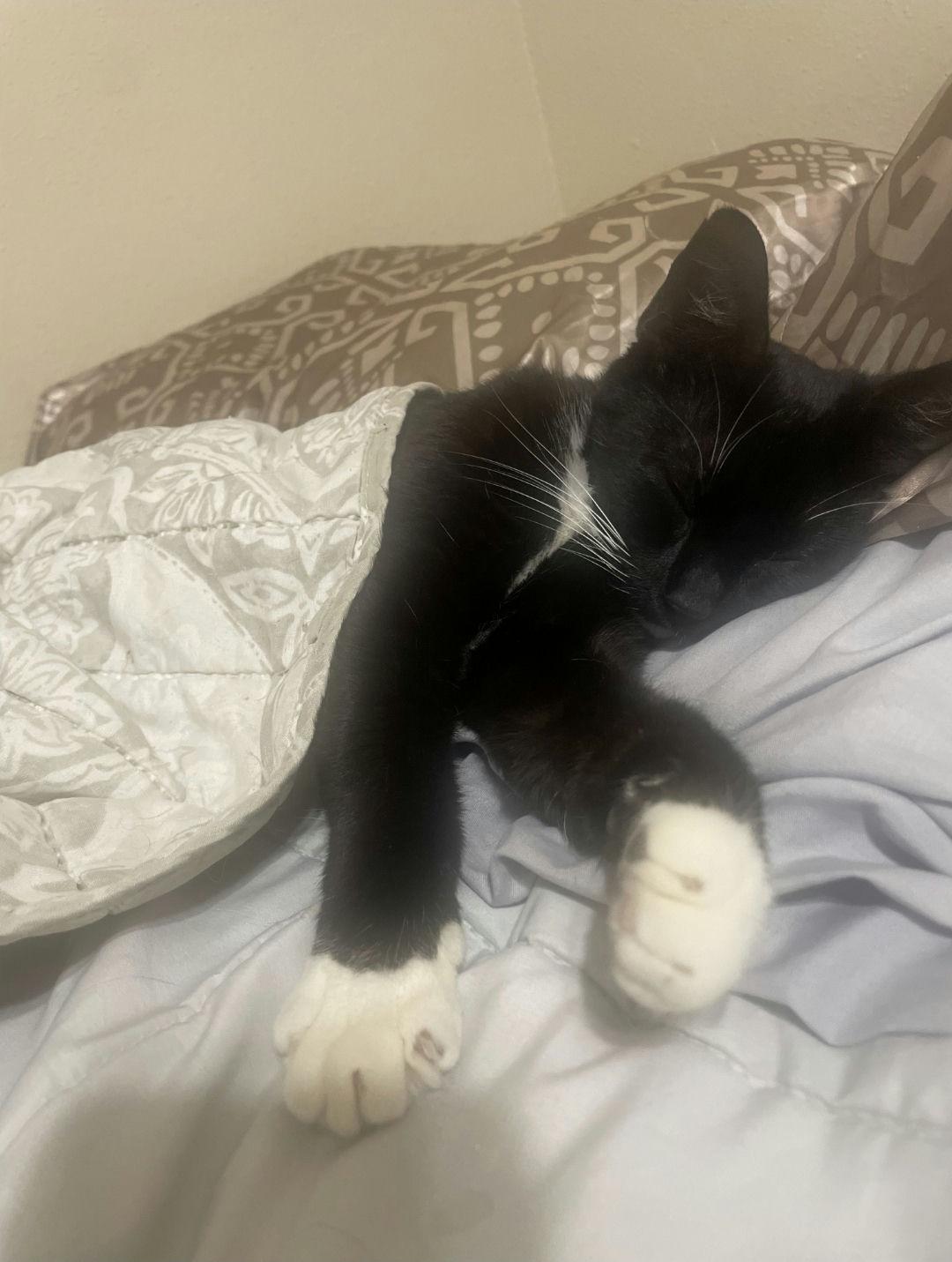 Enlarge Mittens, a ADOPTABLE Domestic Short Hair in Houston, TX image 6/6