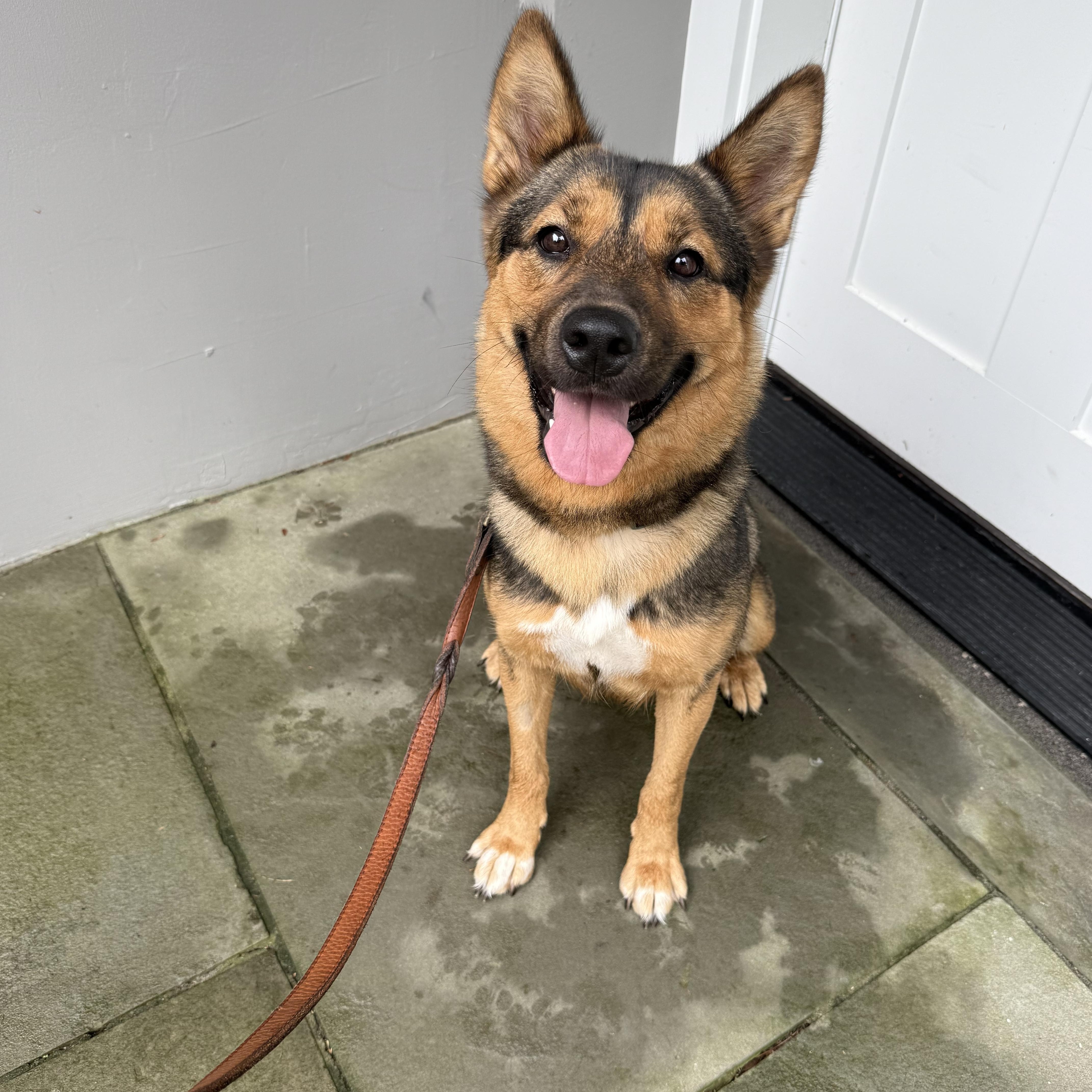 Hazel - happy, friendly and playful, a Adoptable mixed breed in Weston, MA image 2/5