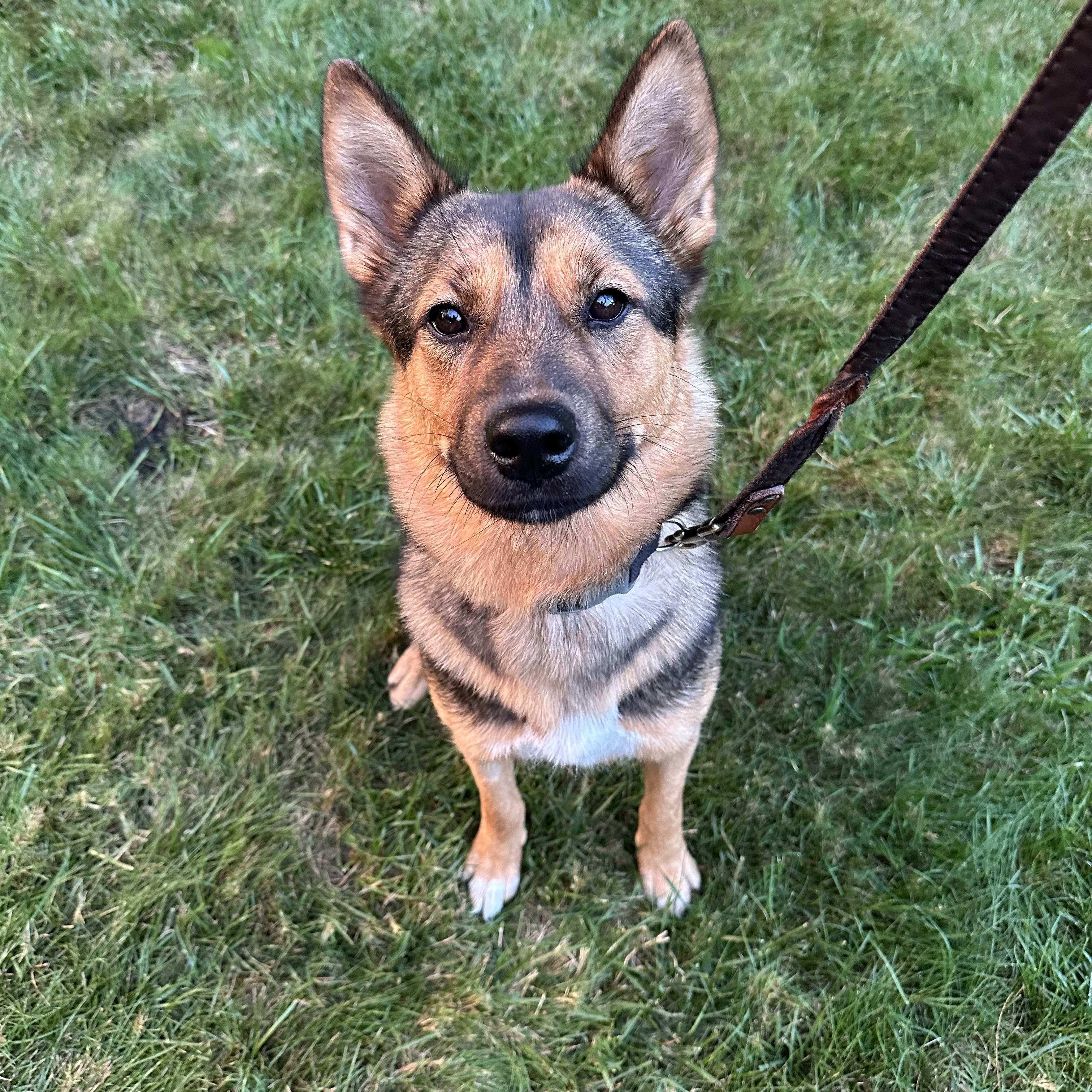 Hazel - happy, friendly and playful, a Adoptable mixed breed in Weston, MA image 1/5