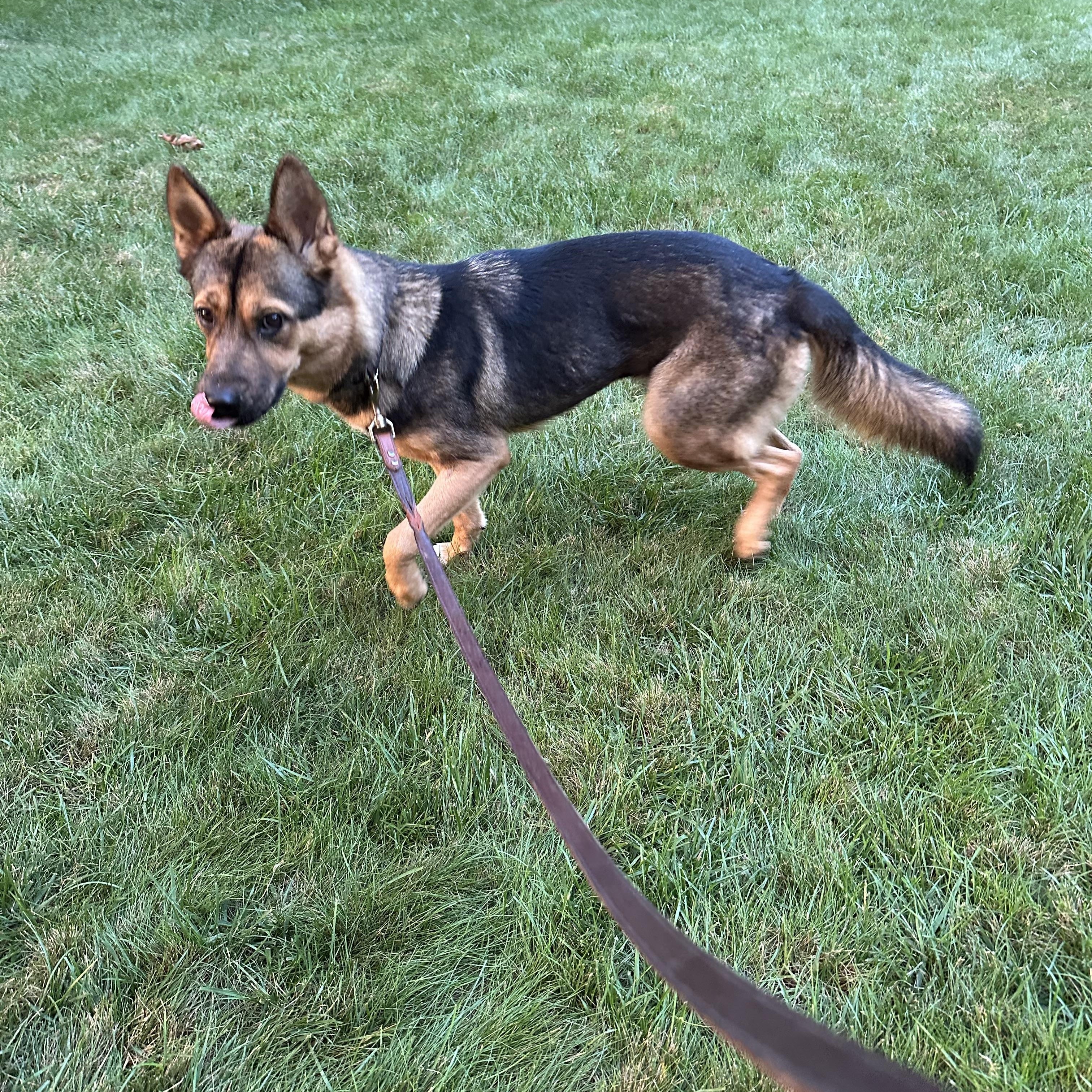 Hazel - happy, friendly and playful, a Adoptable mixed breed in Weston, MA image 5/5